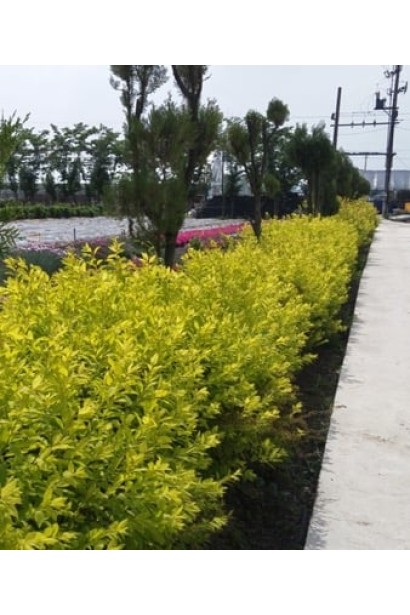 Спірея сливолиста Голдфаєр — ідеальна рослина для живоплоту.